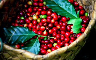 Giá cà phê hôm nay 20/11: Trong nước giảm nhẹ, cà phê Arabica tiếp tục chuỗi đà tăng